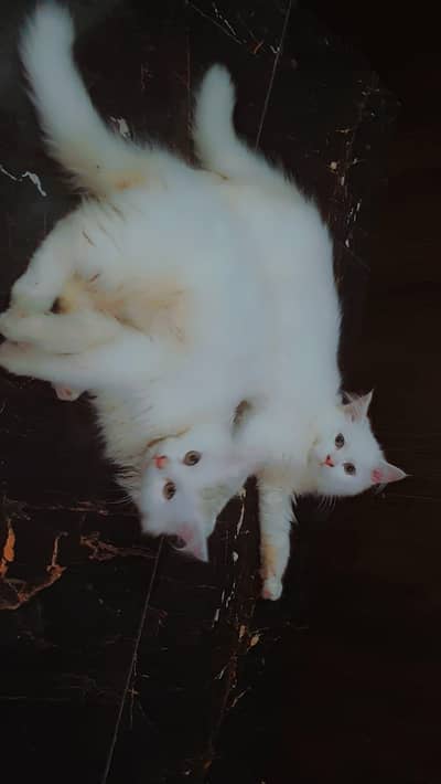 Persian Furry kitten's