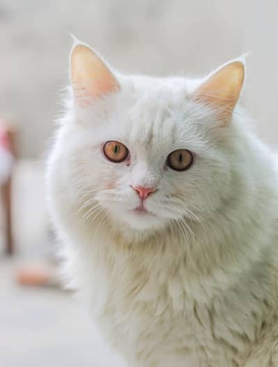 persion male cat pure white