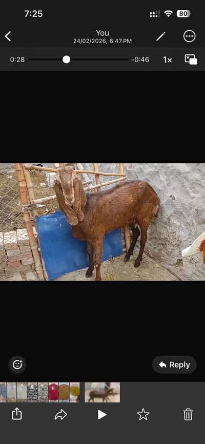 Beetal goat for sale