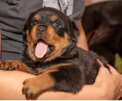 Rottwiller pedgree parents pup avialbale
