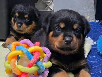 Rottwiller pedgree parents pup avialbale