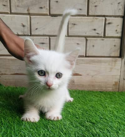 Semi-Persian kittens