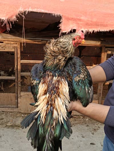 Aseel Eggs & Chicks For sale