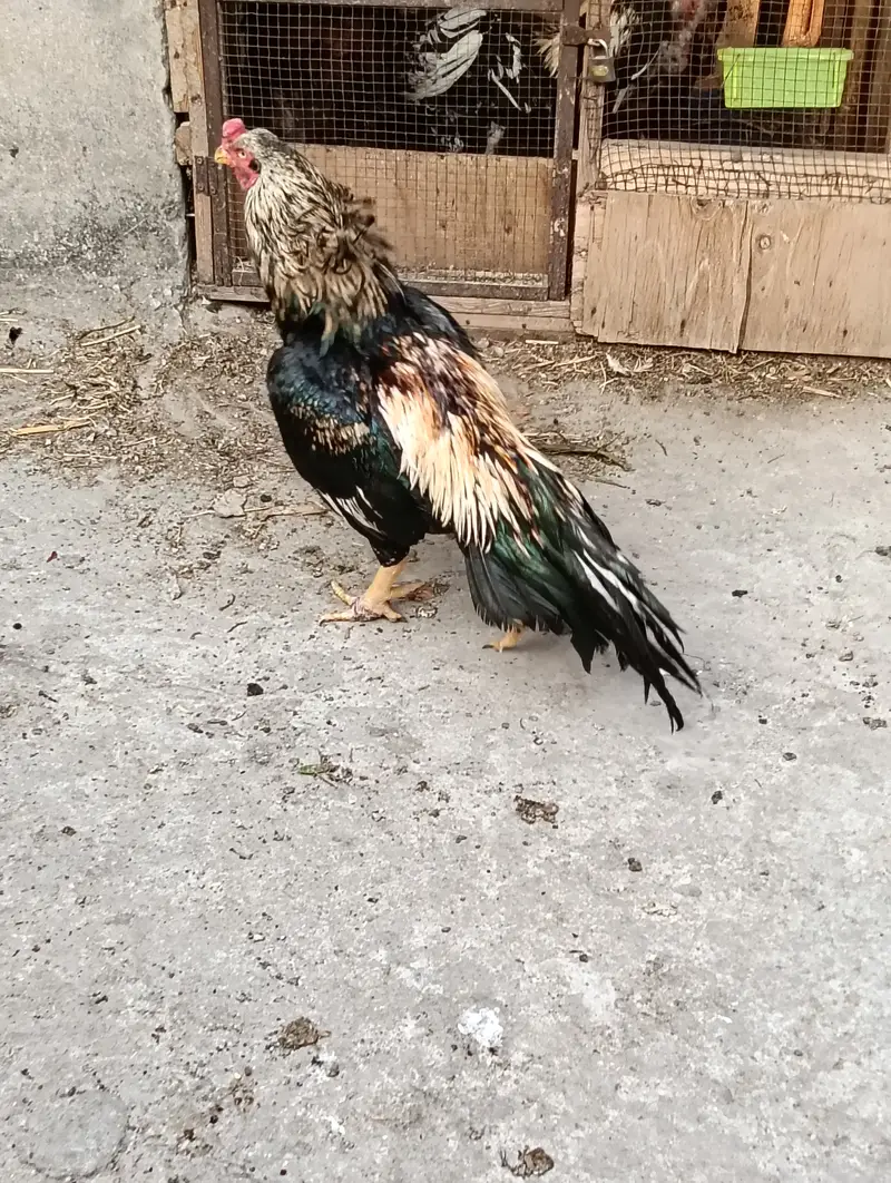 MIanwali Jawa Aseel Eggs & Chicks For sale — photo 3