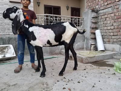 goati for sale 0324_4080620