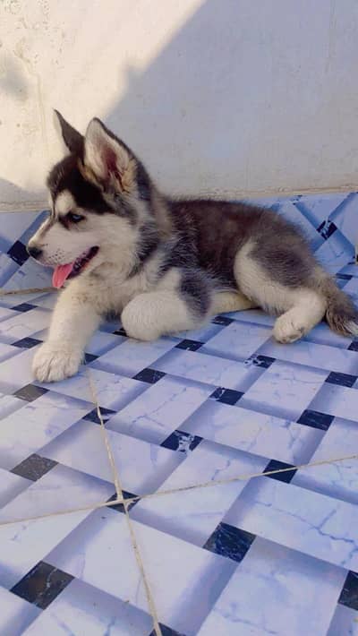 Husky female puppy
