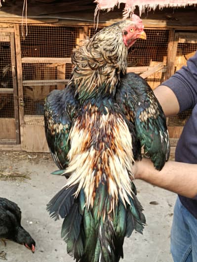 Aseels Chicks & Eggs For sale