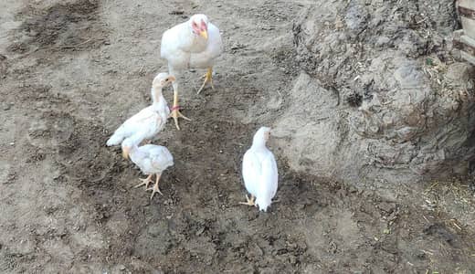 Heera aseel haltie active father mother video available  :vacatiagited