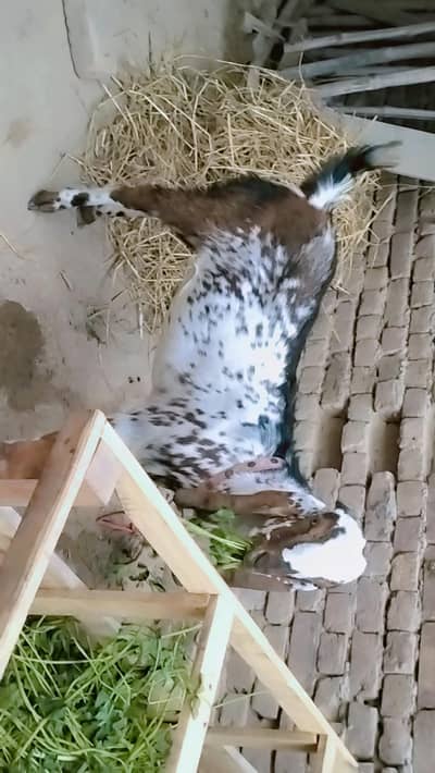 piuer dasi maki chana bakra paka Kara kassi