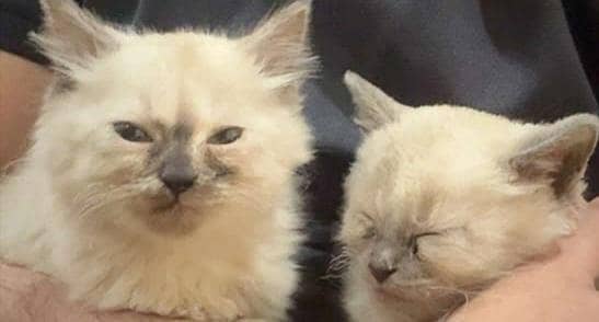 Beutiful and active Pair of persian kittens