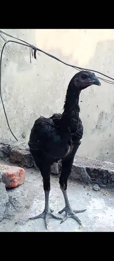 Durgen patha for sale