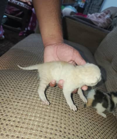 9 days born kittens fawn,calico and greyish black