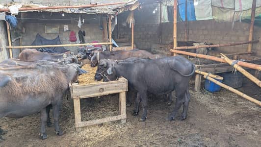 *Buffalos / گائے / wacha / Murrah Buffalos for sale*