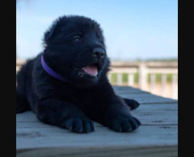 German shepherd puppy available