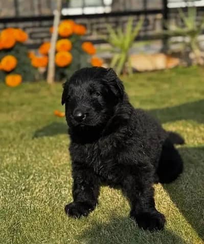 German shepherd puppy available