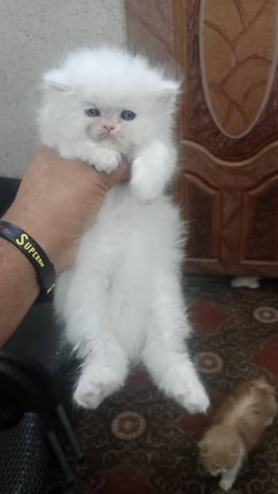Punch face Persian white kitten ice toys
