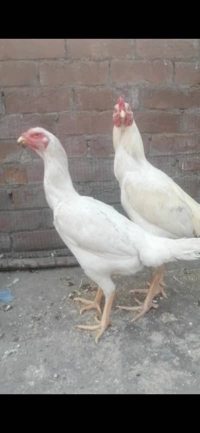 Heera  pair sale