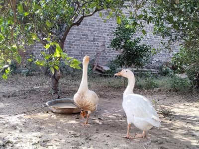 DUCK PAIR FOR SALE