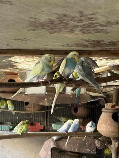 Australian Budgie pied birds for sale with cages