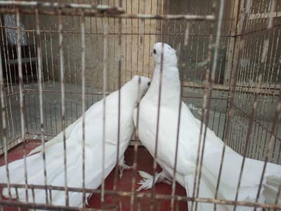 English fantail| laka pigeon for sale| white laka kabootar|