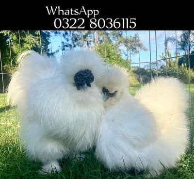 White Silkie Hens For sale / فینسی مرغیاں فور سیل