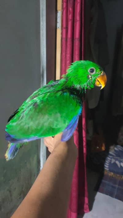 Ecluctus babies pair