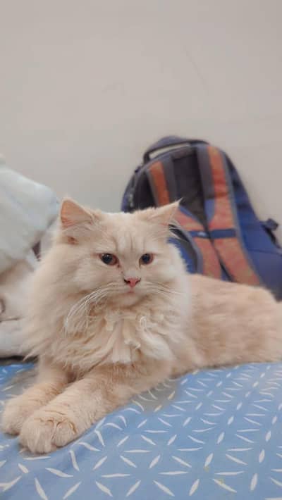 Persian cats for sell