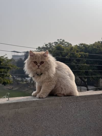 Persian Male Triple Coat Fawn Color