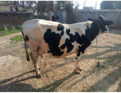 Cow for Sale