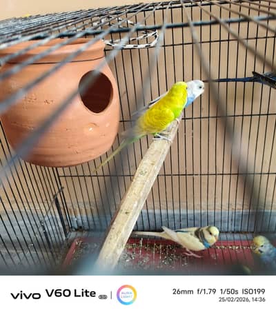 3 pairs and one extra male