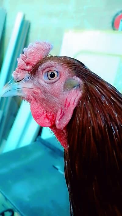 burmi murga 12 mahine ka 03158446717