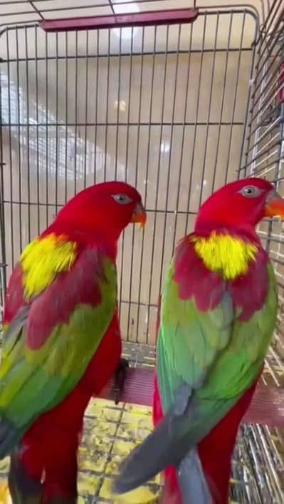 butifull chattering lory Pakistan exotic for sale