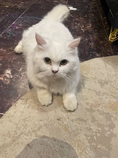 Persian Cat Female