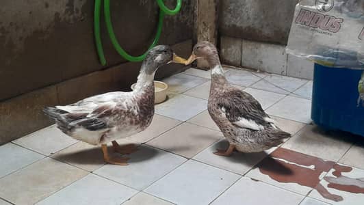 pair of ducks for sale