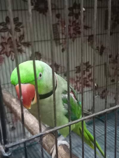 Beautiful Raw Breeding Pair