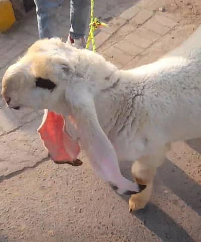 2 lalay kajlea hae 03249592490