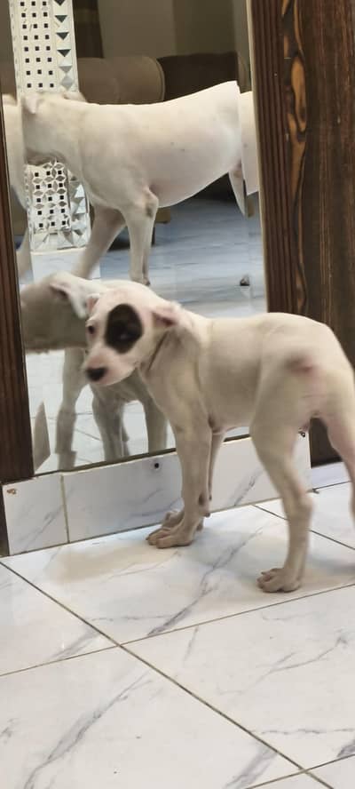 Gultair Puppy Available – Guard Dog Breed