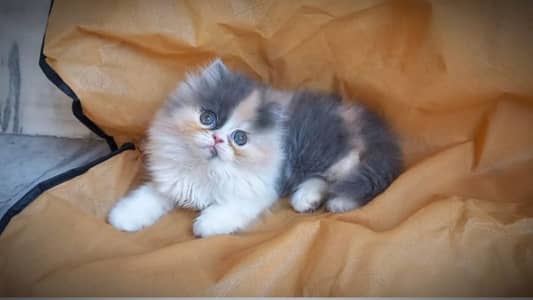 Persian Cat for sale my WhatsApp numbe03280797078