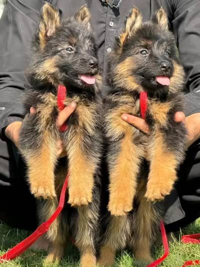 German shepherd puppies for sale healthy 0313=4934962