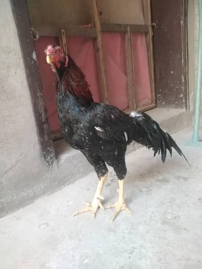 Aseel murga for sale