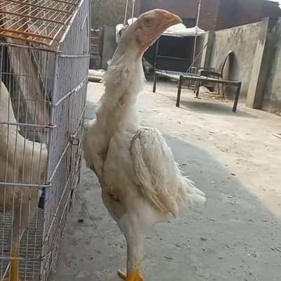 Top quality pure White Bloodline Oh Shamo Pathy