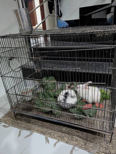 Rabbits free of cost