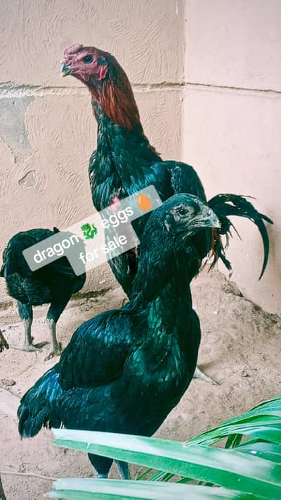 dragon eggs for sale 03024942660