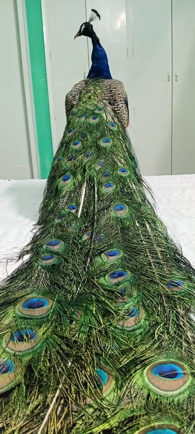 Stuffed Peacock for decoration