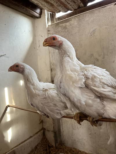 Indian longtail parrot beak aseel