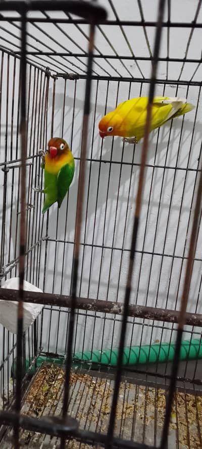 breeder pairs 0/3/2/1/7/5/8/6/8/4/1