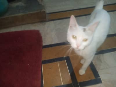 female cat with 3 kids