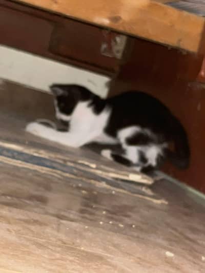 female and male pair kidz