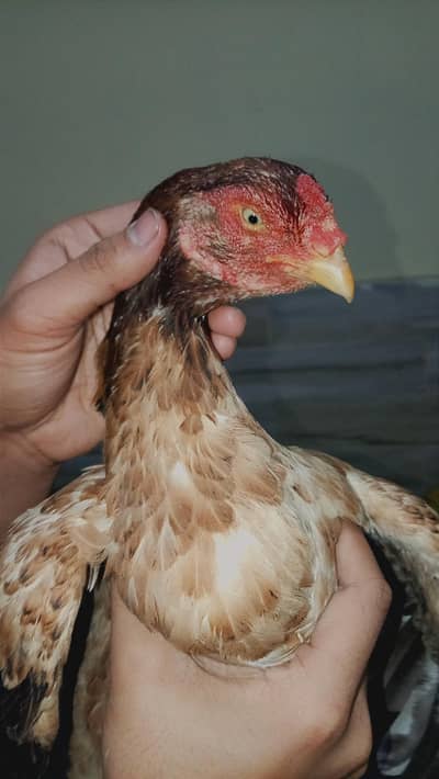 Aseel (exchange possible )