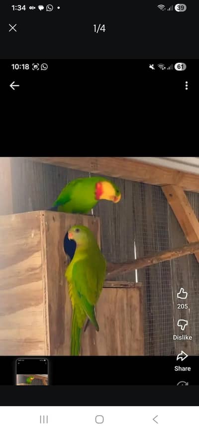 Barraband and Rump pairs